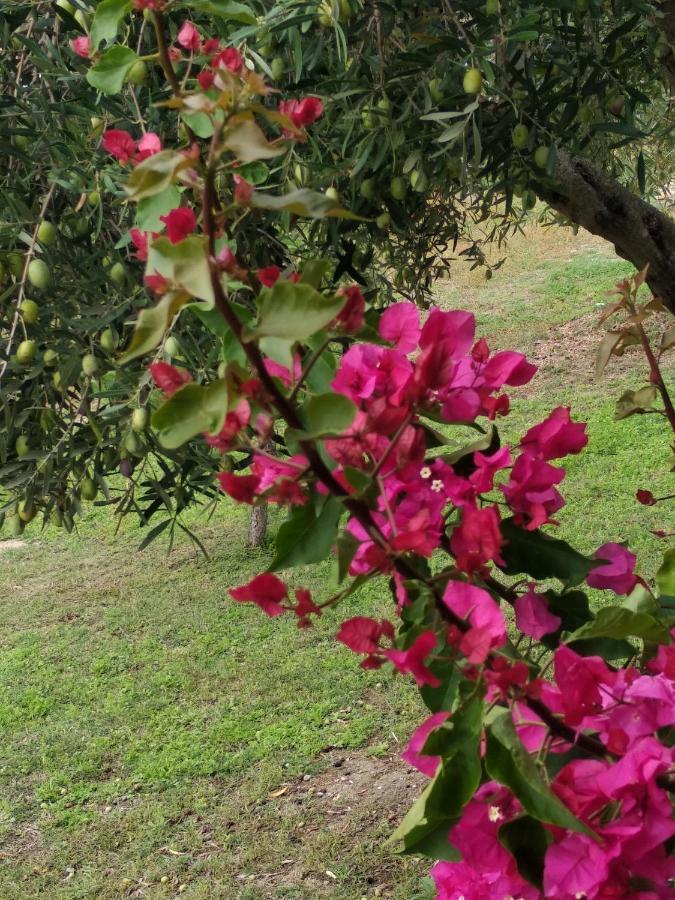 Ases Villa Lagonisi Halkidiki Όρμος Παναγιάς Εξωτερικό φωτογραφία